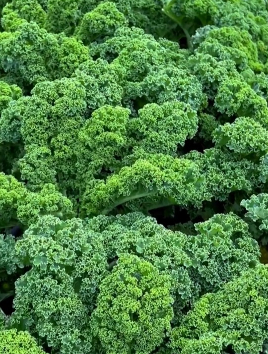 “明星蔬菜”羽衣甘蓝,比牛肉营养更丰富,好看好吃又健康!