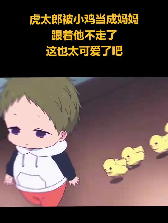 虎太郎被小鸡当成妈妈,跟着他不走了,这也太可爱了吧