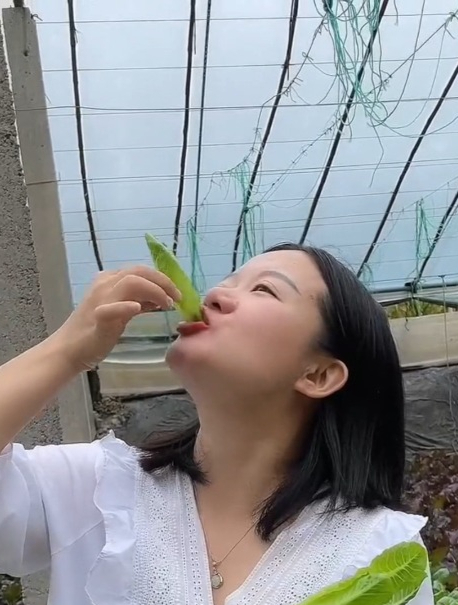 叶菜新品种“孔雀菜”,长得像孔雀开屏一样,其实是生菜的一种!