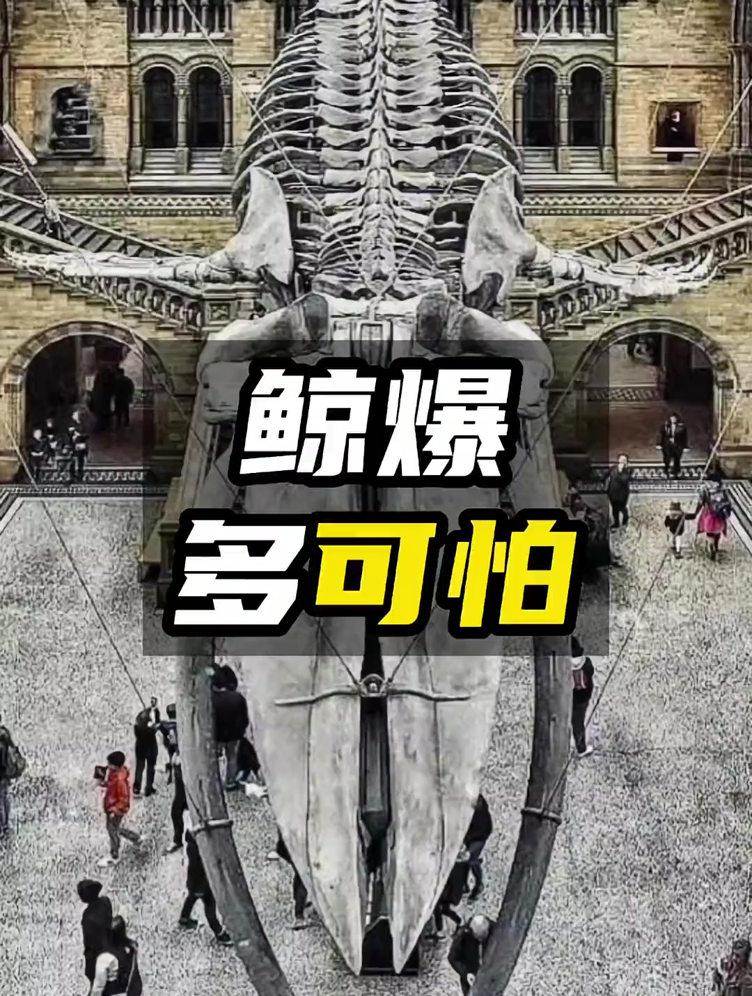 一鲸爆,万物臭!鲸鱼为什么会爆炸?