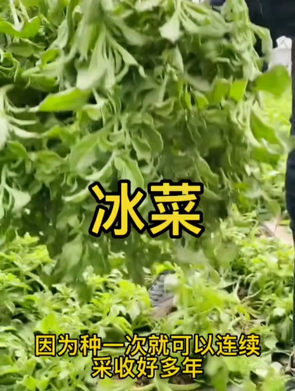 冰菜的种植方法和时间