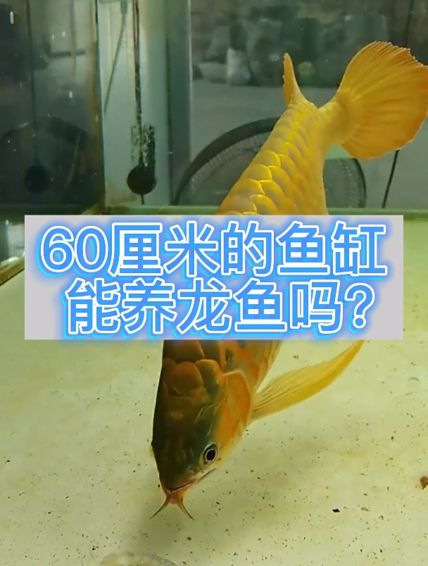 60厘米的缸可以养龙鱼吗?
