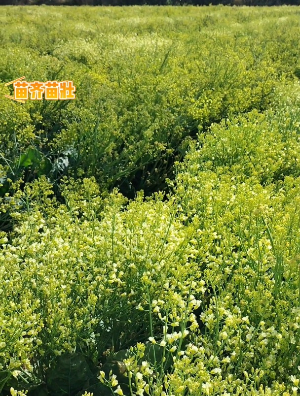 水溶肥-云南元谋花菜用水溶肥的效果,花开的非常好,籽粒饱满