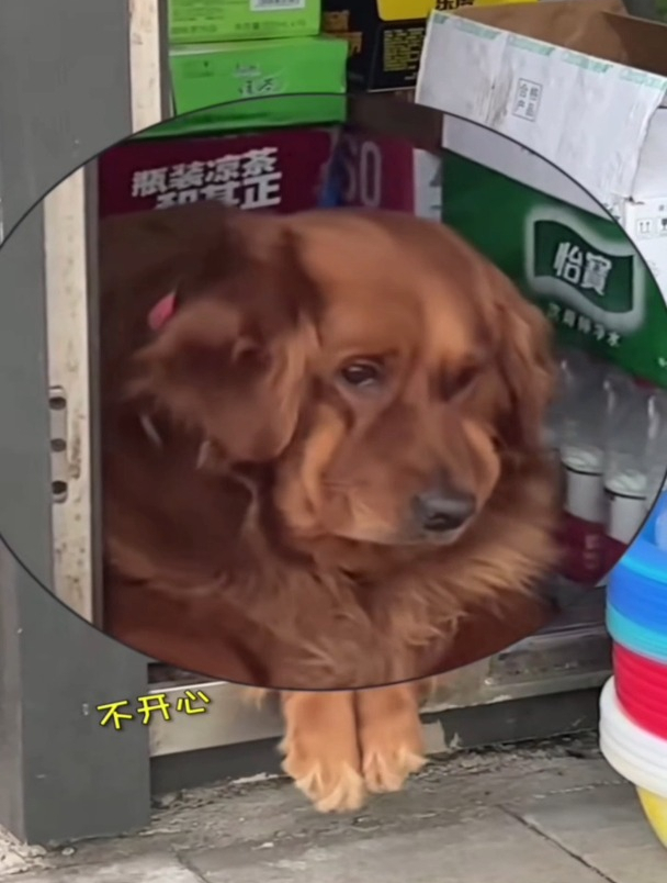 狗狗听人说自己胖后一脸不开心,惊现表情包