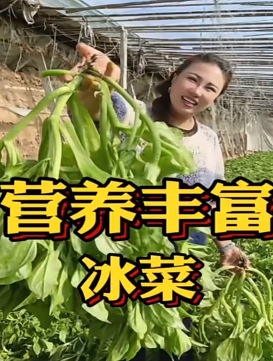 一种苦味蔬菜,营养价值极高,很多人却不懂吃