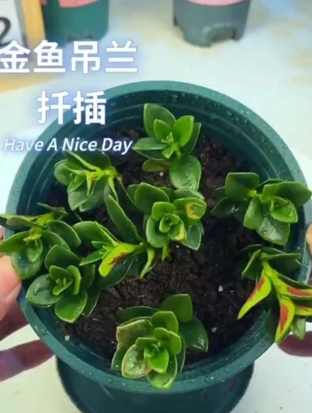 如何让金鱼吊兰一盆变多盆?用扦插方法就可以了