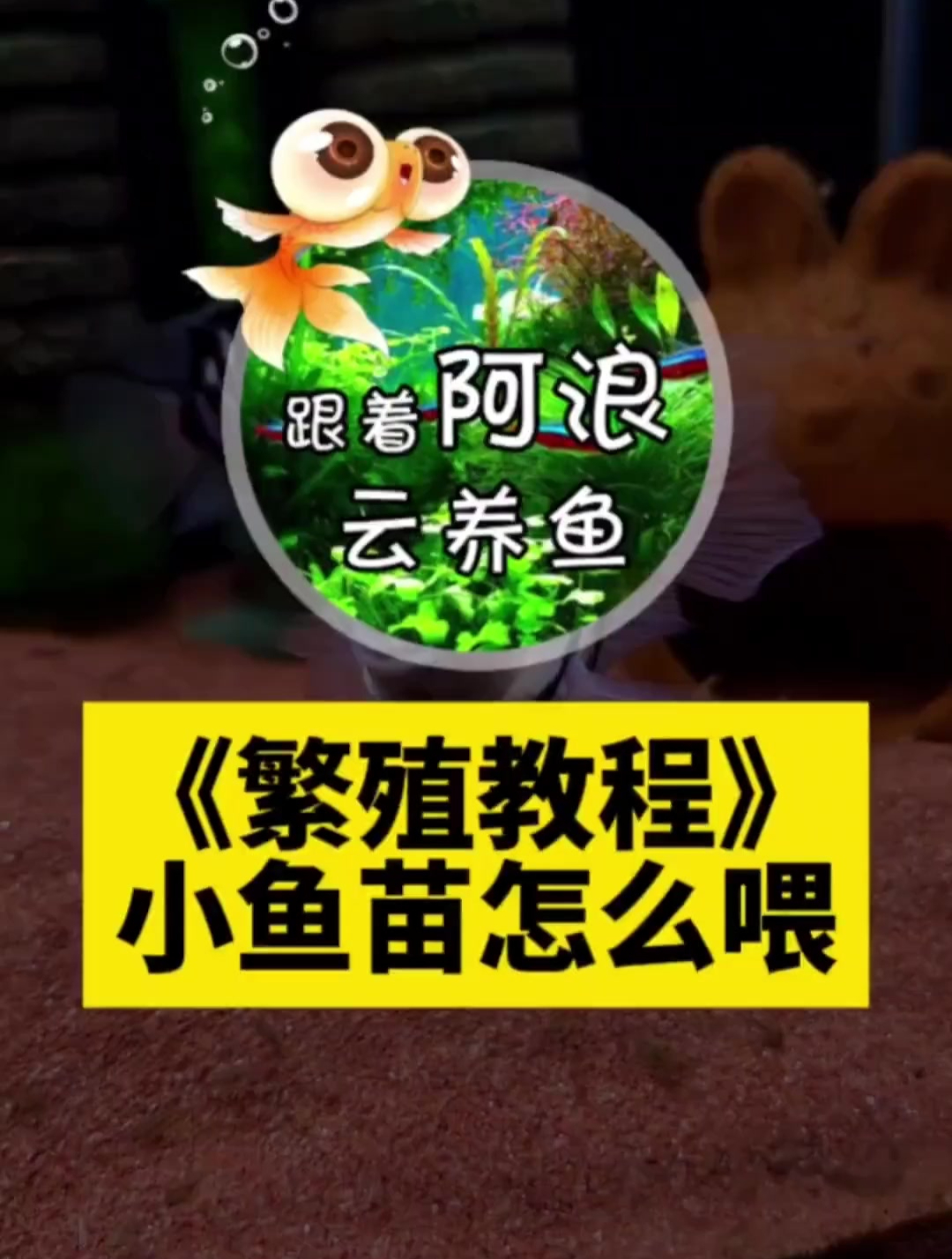 繁殖教程 小鱼苗怎么喂