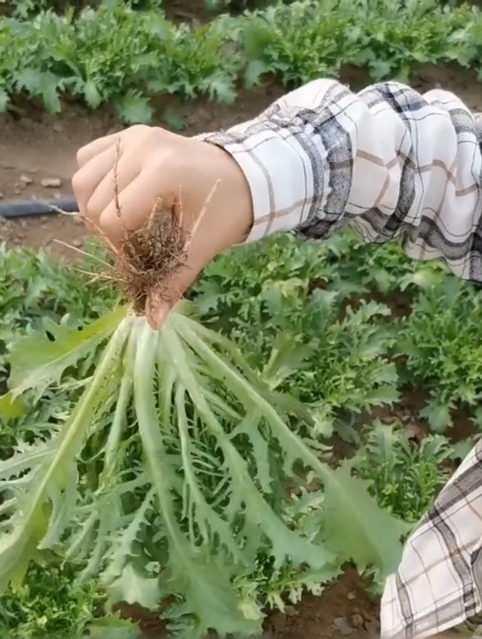 农村的苦苣人称“掉称菜”,竟然有这么多好处,别再当草拔掉了!