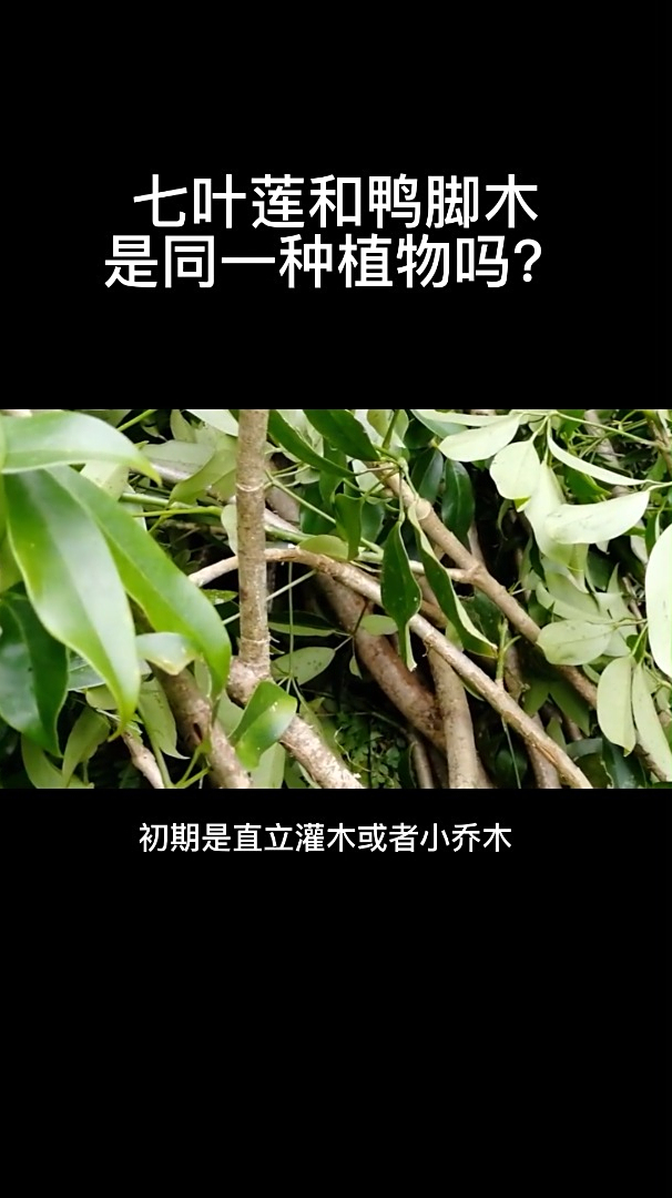 七叶莲和鸭脚木是同一种植物吗?