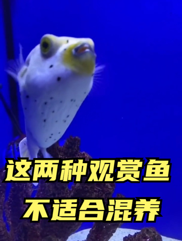 这两种观赏鱼不适合混养在一起