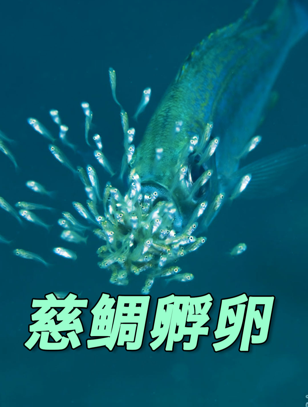 慈鲷鱼产卵过程中,没想到鲶鱼却借腹生卵,真是鱼中的“杜鹃”
