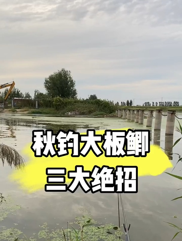 秋钓大板鲫不知道这3大技巧,难免空军!
