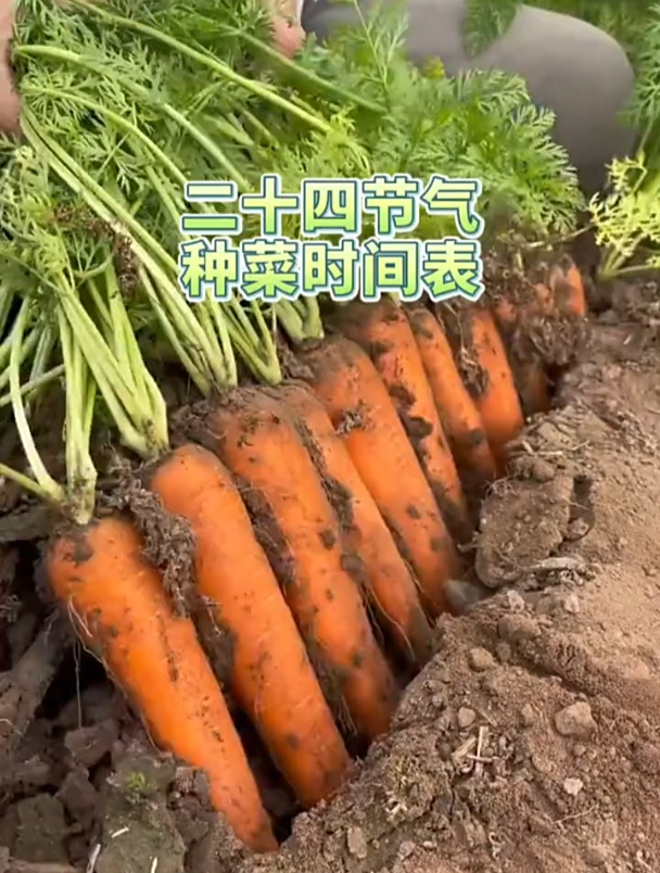 24节气种菜时间表,先辈留给我们的最大的“财富”
