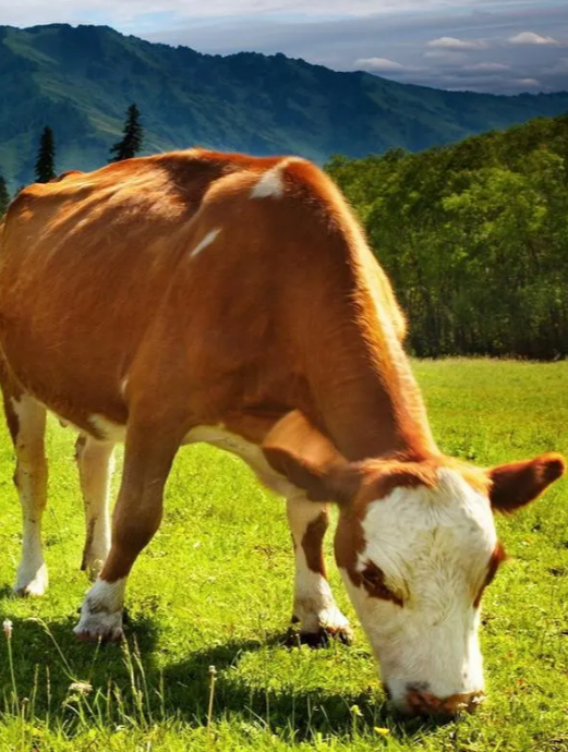 属牛的朋友,再忙也要听一听这段话