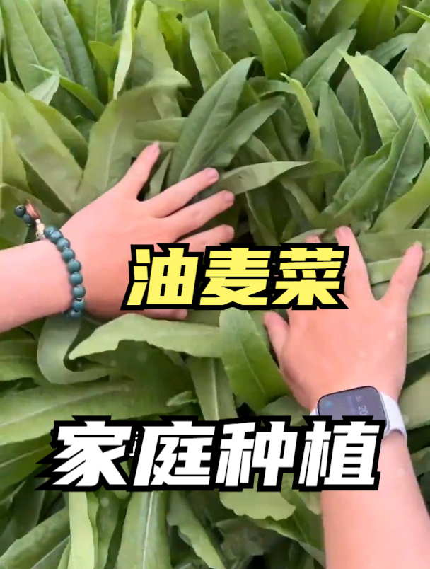 种油麦菜高产太难?掌握核心管理方法,让你每亩多收1000斤!