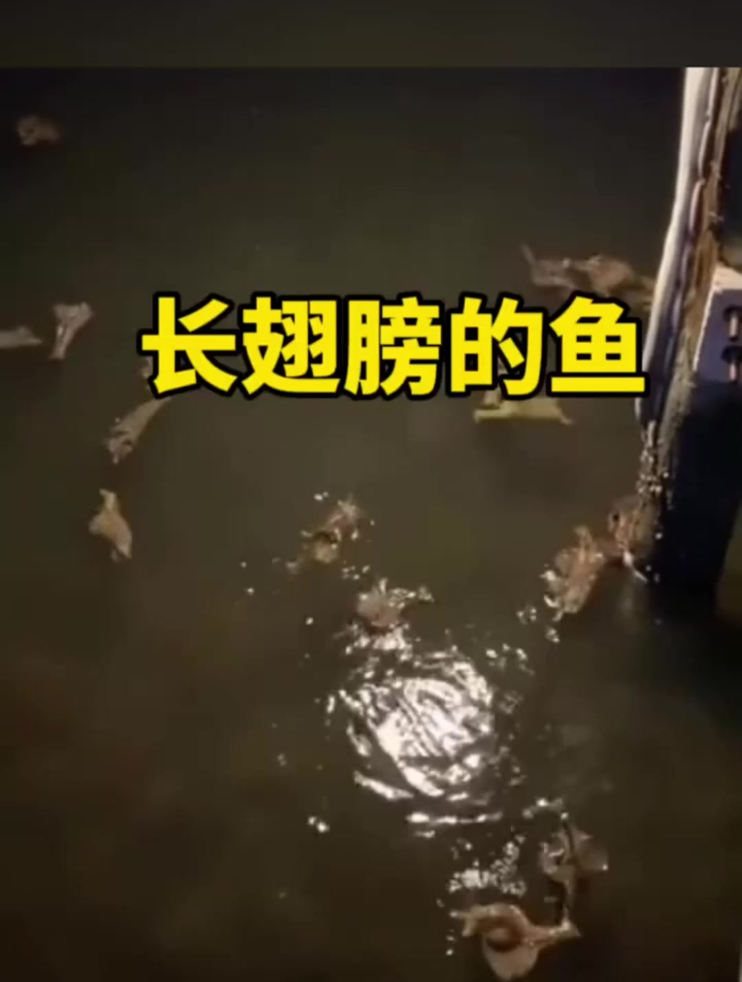 突然发现池塘里有许多奇怪的小鱼,仿佛长了翅膀一样,还挺好看的