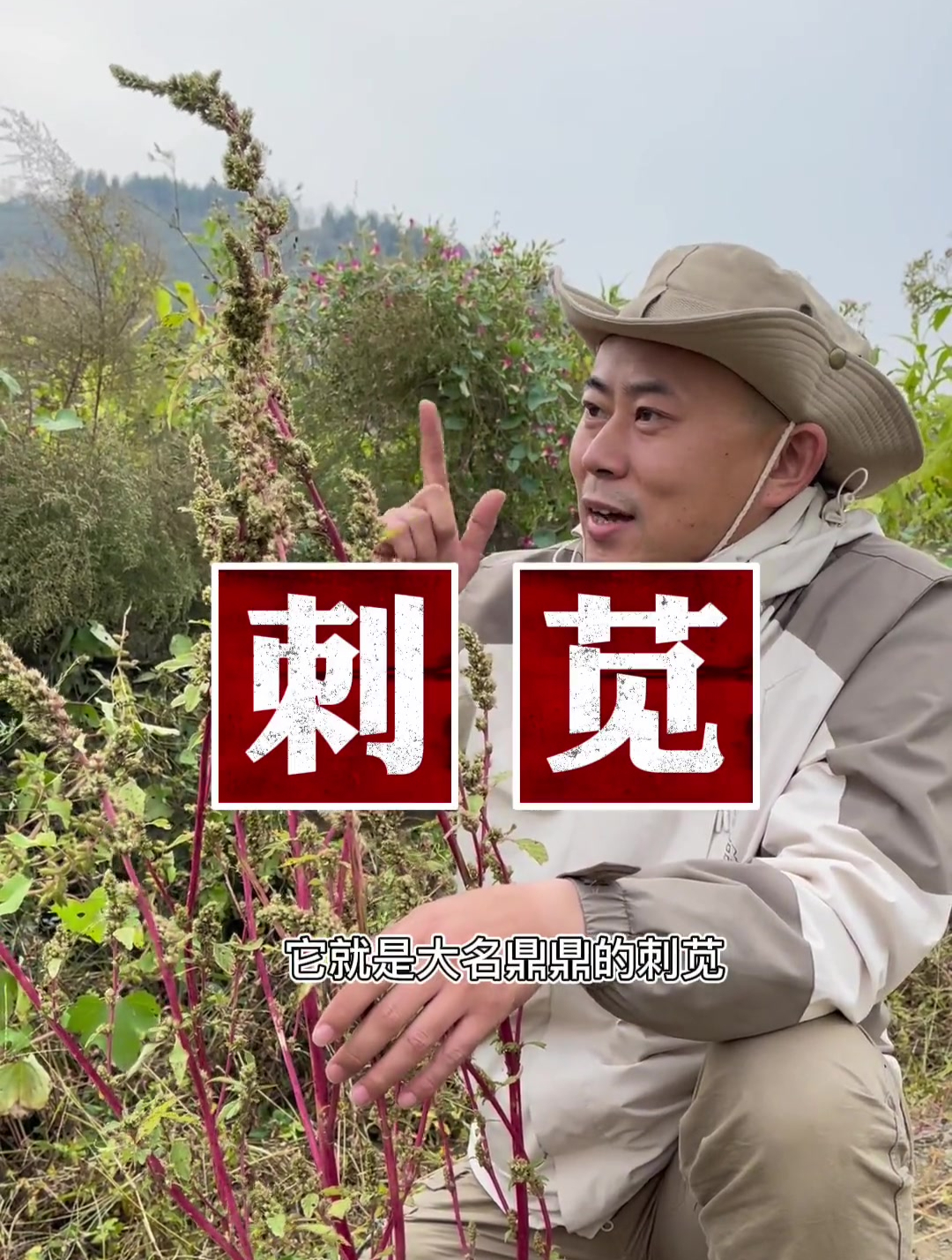 野刺苋——都以为它就是一株杂草,其实它是美味的野菜