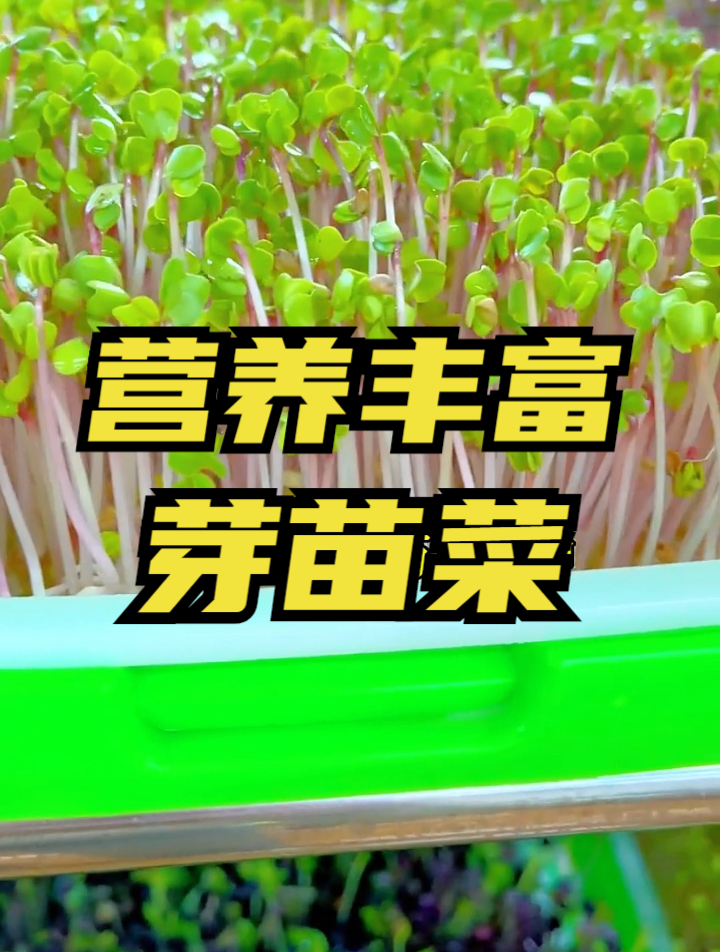 盆栽蔬菜不易携带,可自己在家种芽苗菜,生长周期短营养丰富