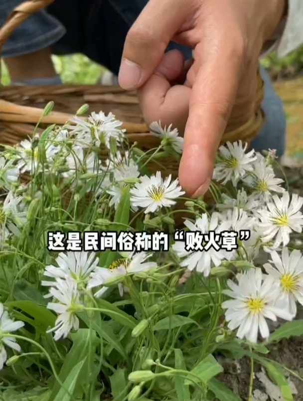 中华苦荬菜俗称败火草,多年生草本,全草入药,有清热解毒等功效