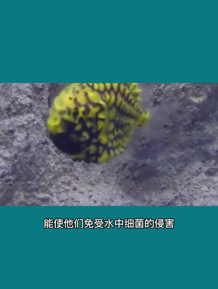 神奇的知识—鱼为什么长鳞片