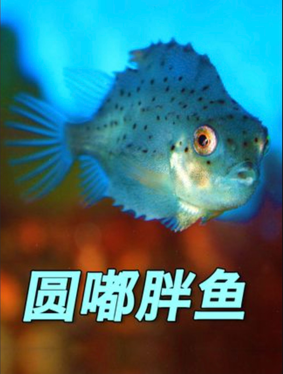 呆萌可爱的胖嘟嘟圆鳍鱼,腹鳍变成了圆形吸盘,堪比现实版波妞