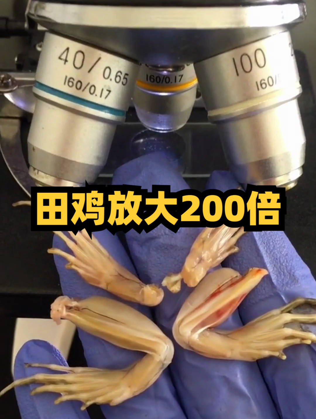 田鸡:俗称水鸡 青鸡 泥娃 属脊索动物,以捕食农业害虫为主