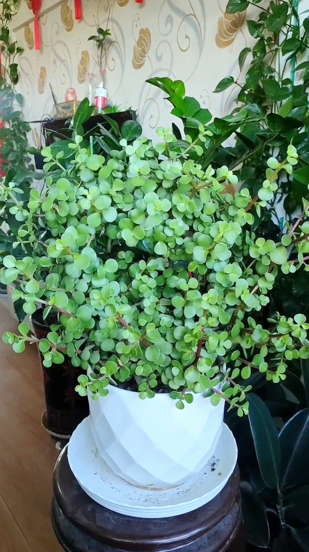 金枝玉叶是一个常见的多肉植物,它的养护方法你知道吗?