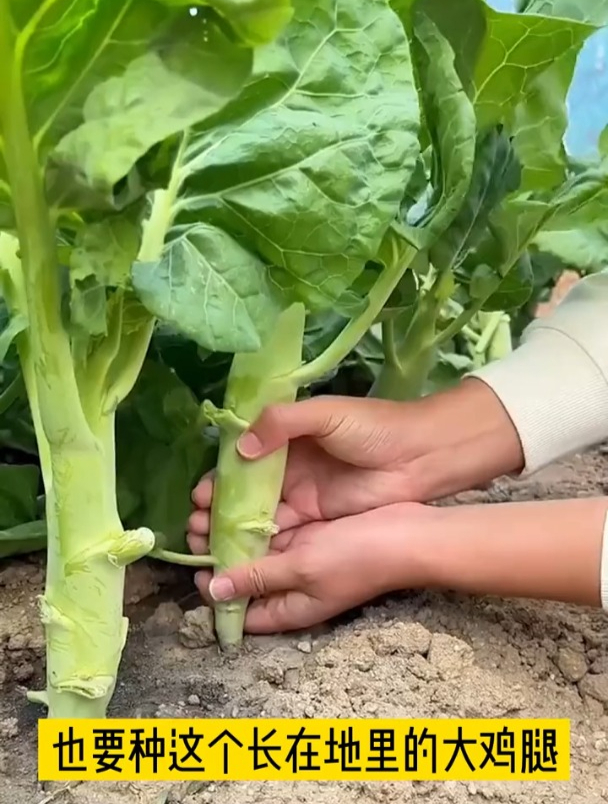 “鸡腿菜”该种上了,你准备了种子吗?