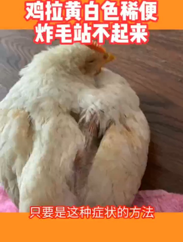 鸡没有精神拉黄白色稀便马上用这招