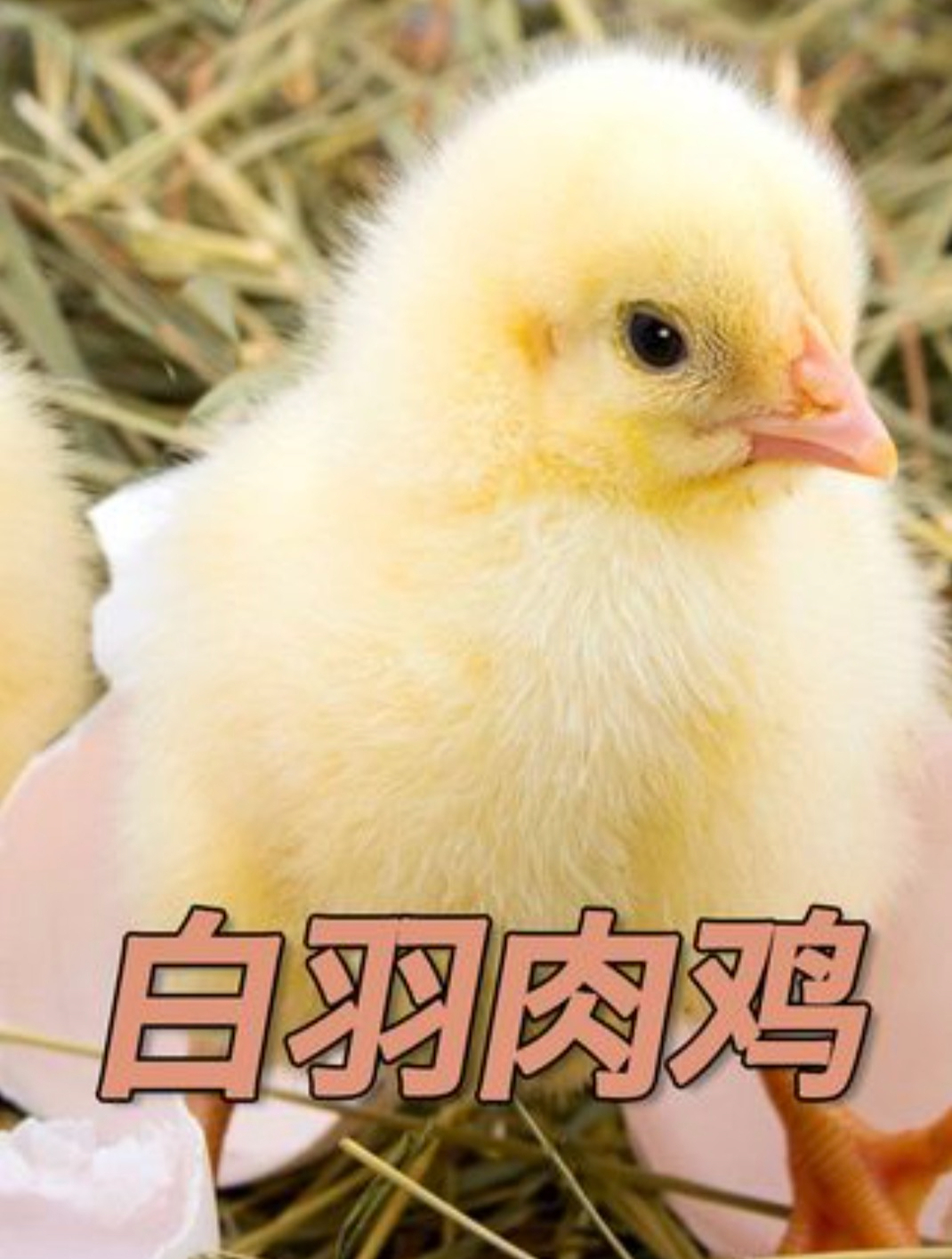 一年吃掉50亿只?45天速成白羽鸡是如何饲养的?(上)