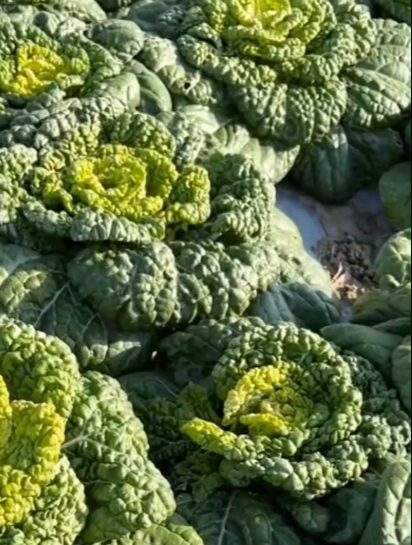 既耐寒又耐热的“黄心乌塌菜”口感好,涮火锅堪比羊肉!