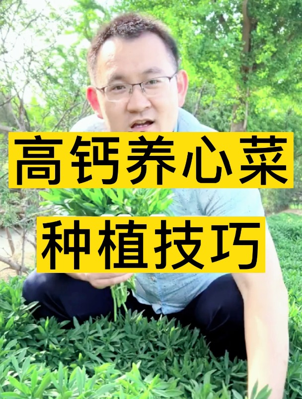 遇土就能活,一长一大坨的高钙养心菜,这个种植小技巧你一定要会