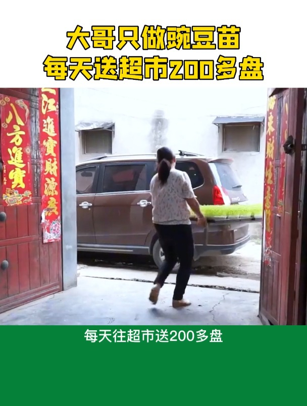 大哥种水培豌豆苗,不用水不用肥,一周内采收,每天给超市送送货