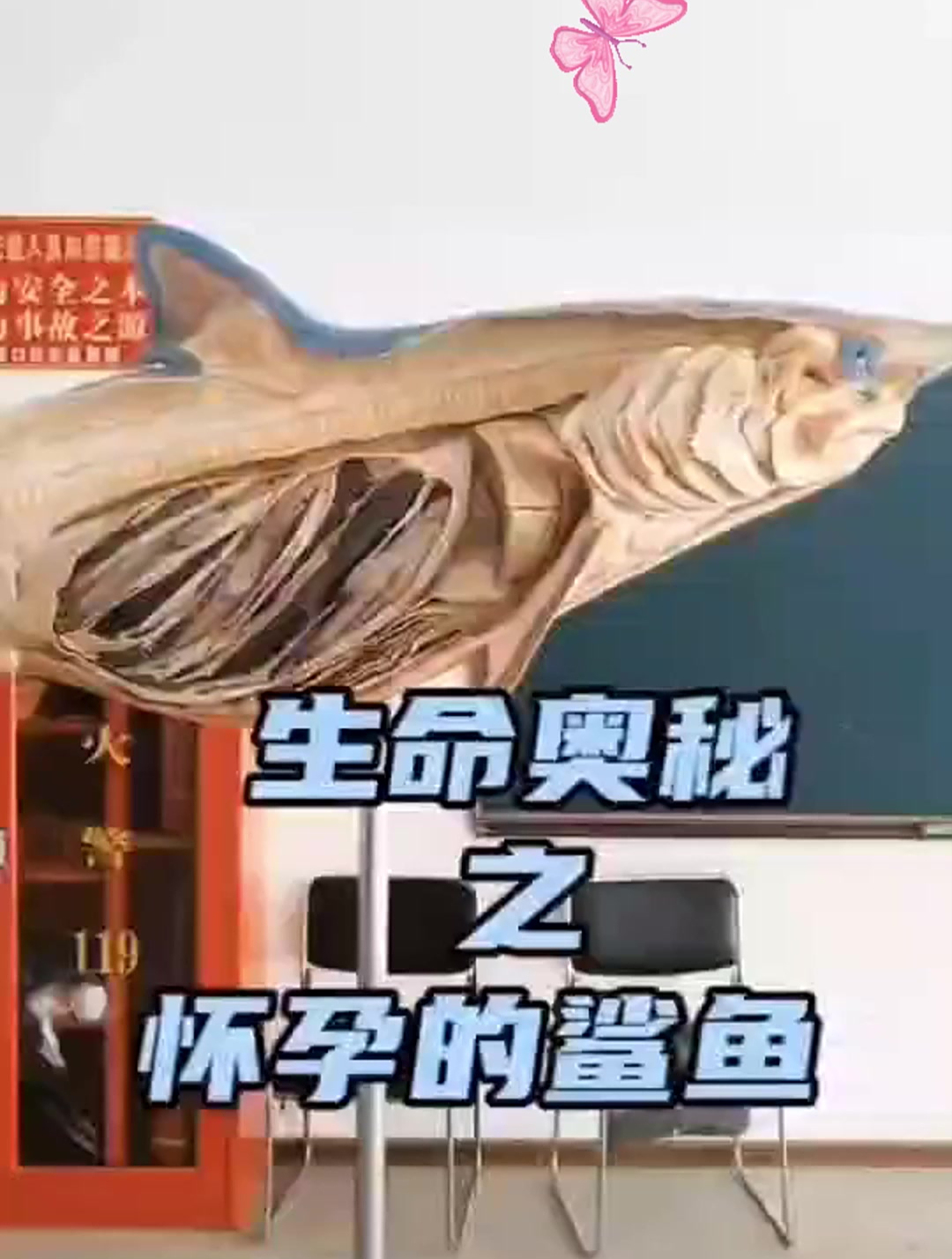 生物鲨鱼怀孕的标本!