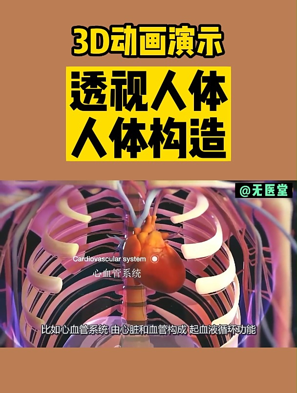 透视人体-人体构造(3D动画演示)