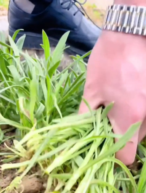 麦田常见的杂草俗称“面条菜”,口感清爽,比吃肉舒服!