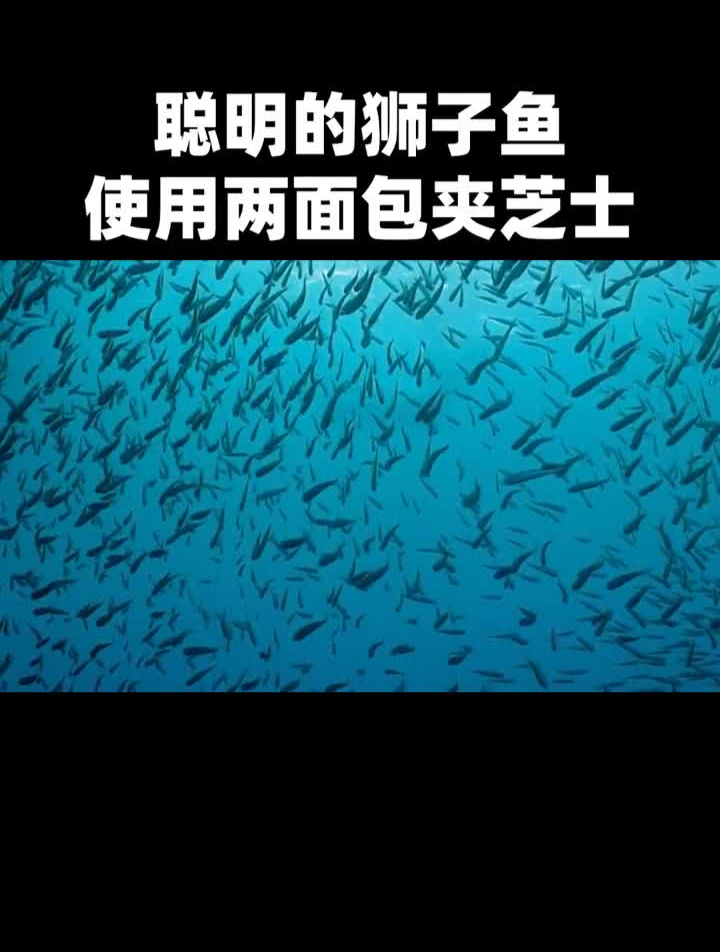 聪明的狮子鱼使用“两面包夹芝士”战术获得食物海洋