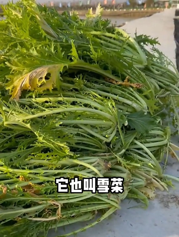 雪菜又叫雪里蕻,常被制成腌酸菜、梅干菜,营养价值很高!