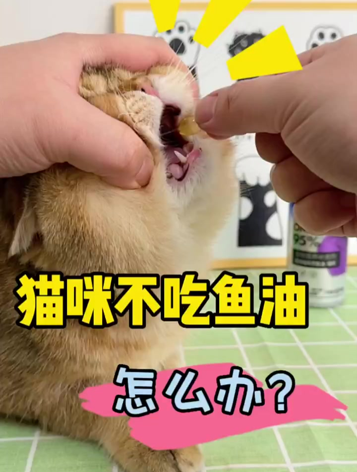 猫咪不吃鱼油怎么办?