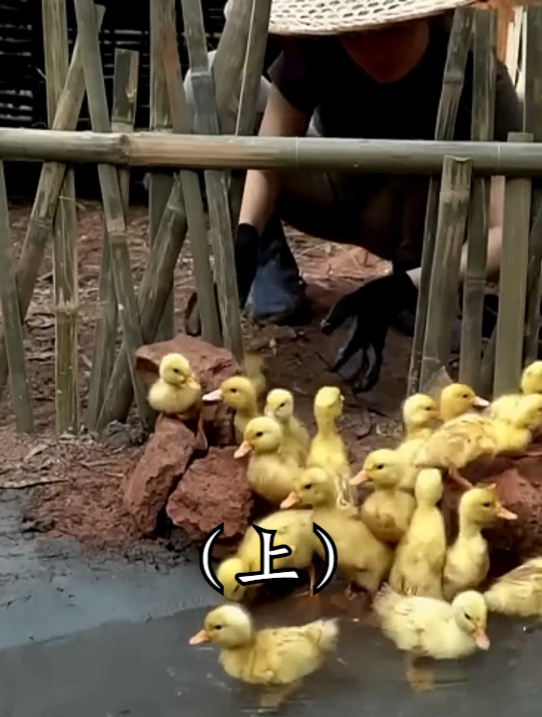 买回一群小鸭子,给它们修建戏水池,过上与世隔绝的日子