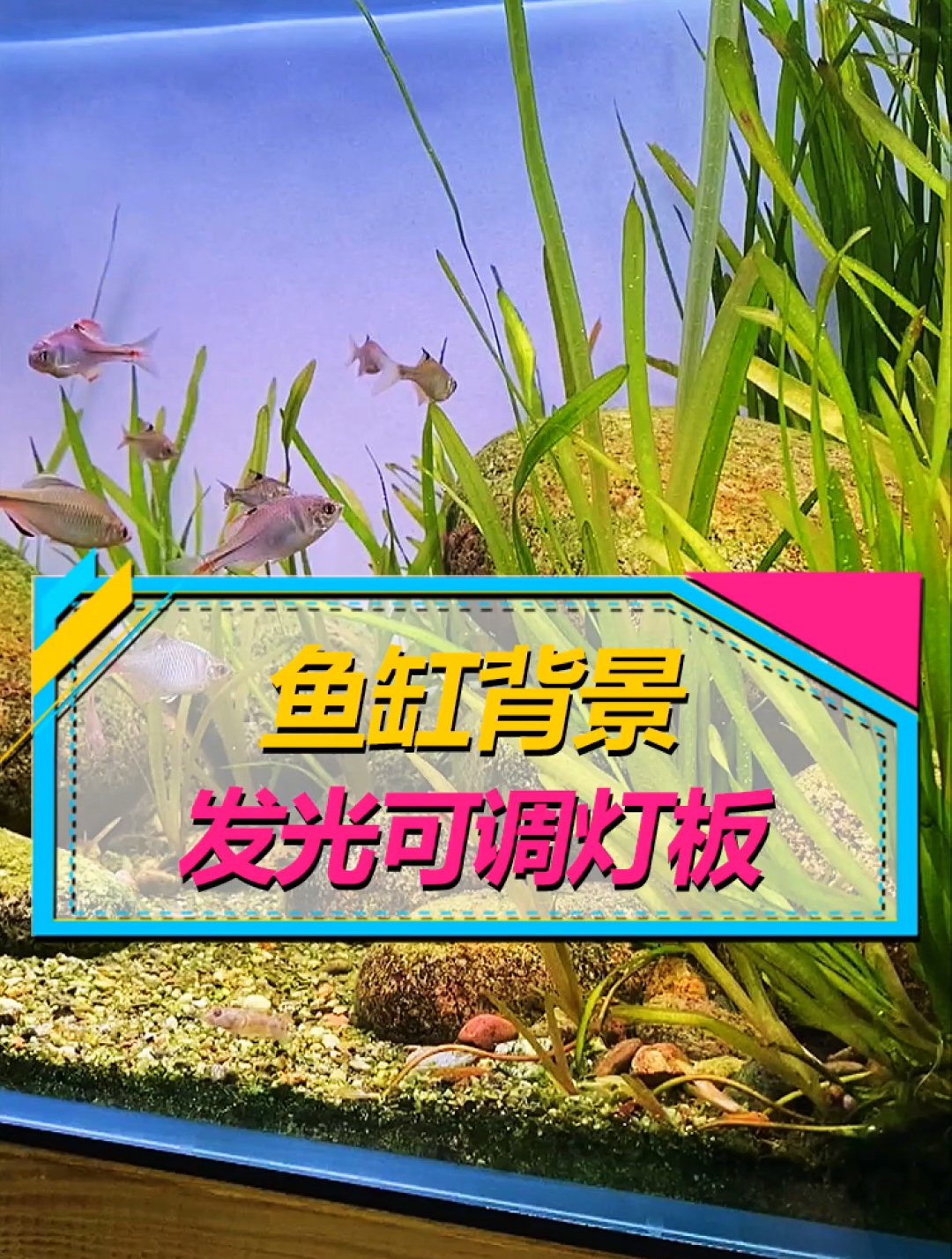 看够鱼缸单调背景,搞了发光背景灯板,周末的夜晚和鱼一起857