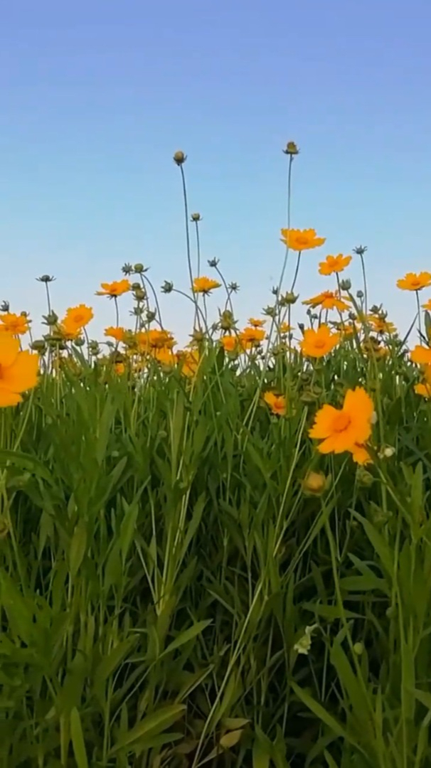 治愈系风景:金鸡菊的花语是:竞争心、以及上进心