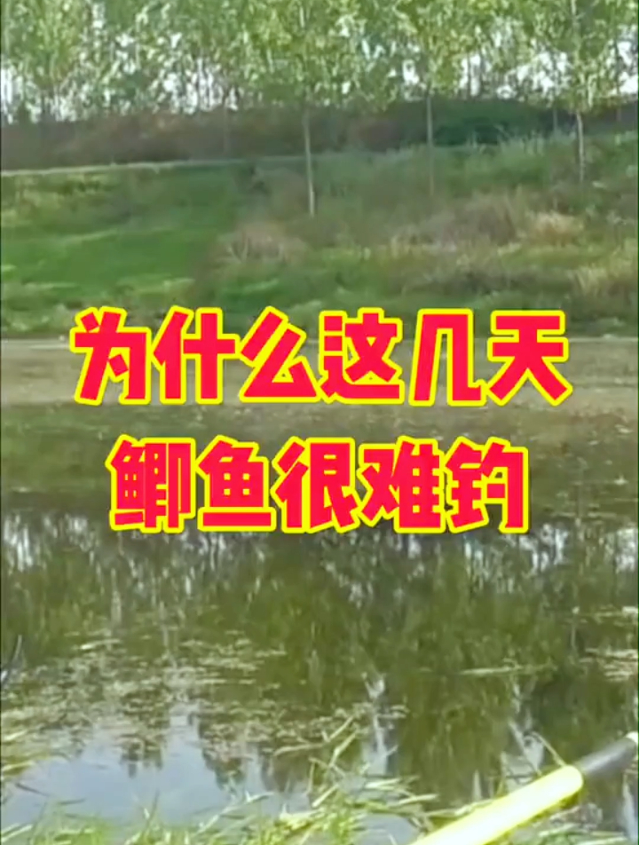 为什么这几天鲫鱼很难钓?