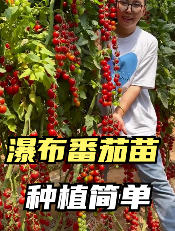 这种蔬菜一棵秧子结果100个,南北方均能种植,有市场前景吗
