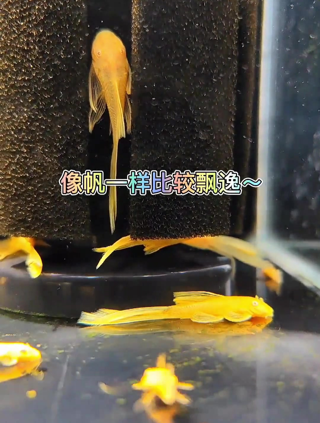 黄金胡子和黄金胡子大帆 都是啃藻小能手