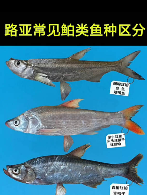你会区分路亚常见的鲌类鱼种吗?看了这视频让我增长了不少见识