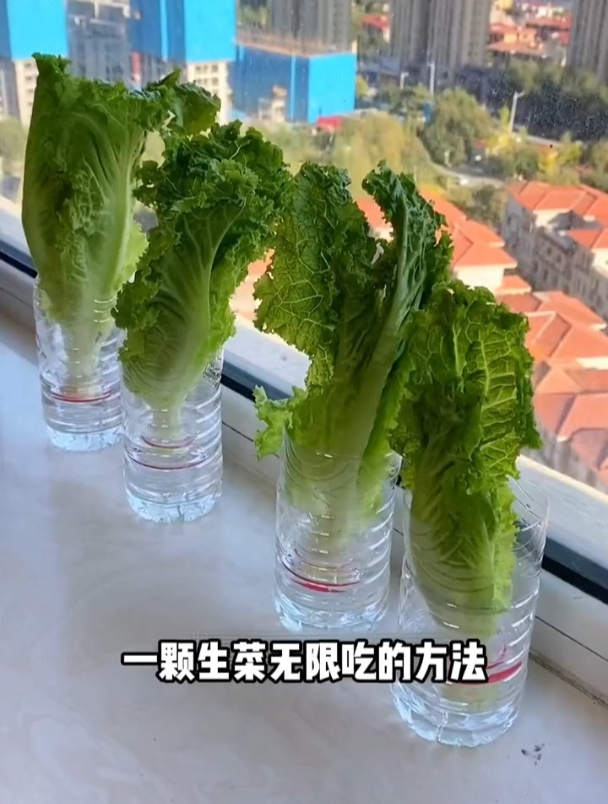 生菜不用买了,用我这个方法,一颗生菜够吃一年!