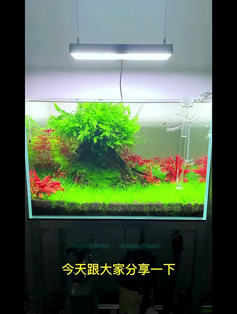 “生命之树”!这个在玩草缸的圈子里也是相当好看的存在!