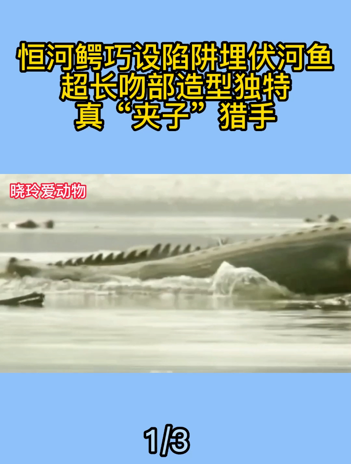 恒河鳄巧设陷阱埋伏河鱼,超长吻部造型独特,真“夹子”猎手1