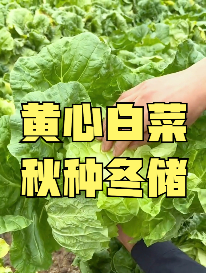 黄心白菜你认识吗?它就是“娃娃菜”的放大版,但营养更丰富一些